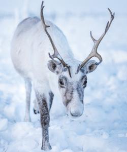 Стойбище кочующих оленеводов, Ямал