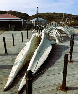 Скелет кита из Левиафана