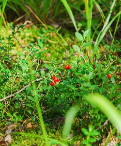 Местный пейзаж