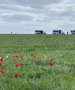 тюльпаны Калмыкии