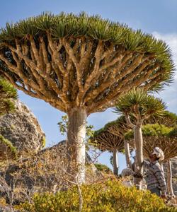 Местная природа