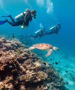 Дайвинг на Мальдивах