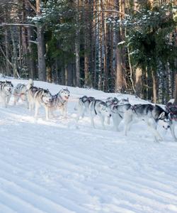 Собачьи упряжки