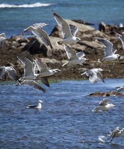 Анивский залив