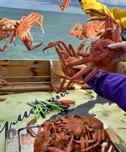 камчатские крабы