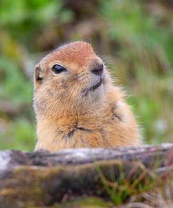 Тур-экспедиция на Чукотку