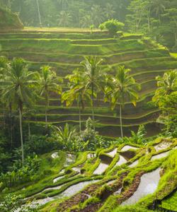 Рисовые террасы в Убуде
