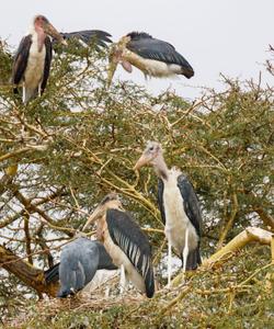 Сафари в Кении