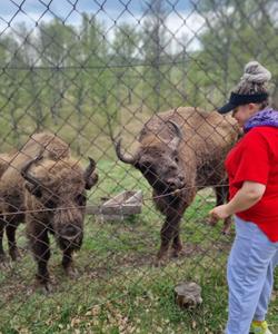 Зубровый питомник на Алтае