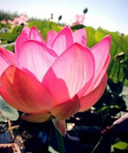 цветущие лотосы