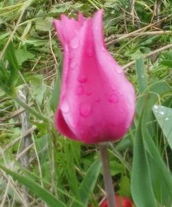 калмыцкие тюльпаны