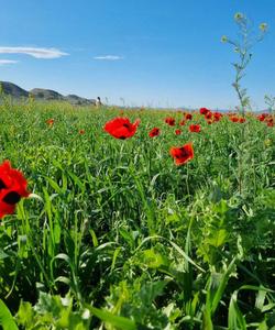 тур в Дагестан