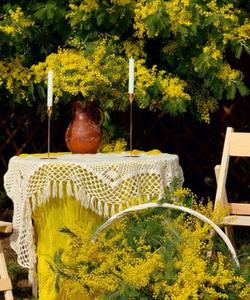 Цветение мимозы в Абхазии