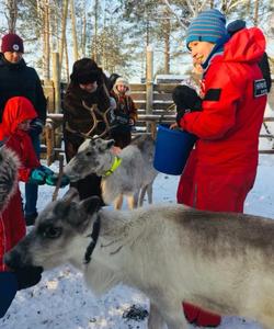 Северные олени Карелия
