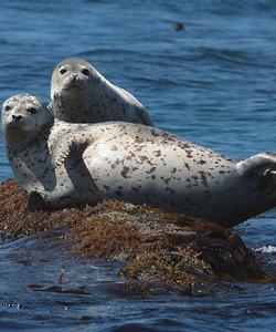 Тюлени во Владивостоке