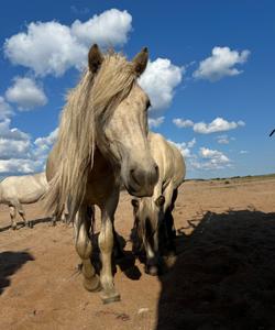 Дикие лошади на Кольском полуострове