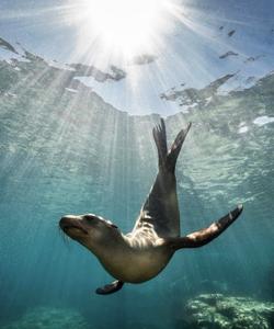 Морские котики в Мексике