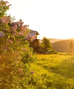 Местный пейзаж