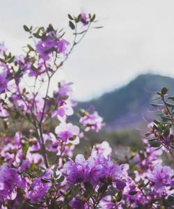 Цветение маральника на Алтае
