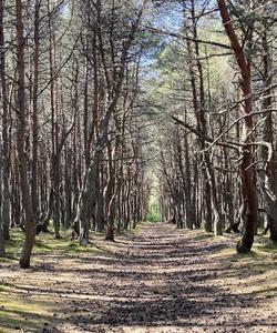 «Танцующий лес» на Куршской косе