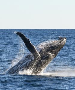 Киты на Маврикии