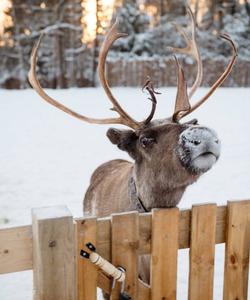 северные олени в Карелии