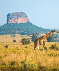 Сафари в ЮАР