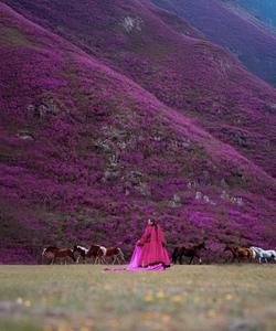 Цветение маральника на Алтае