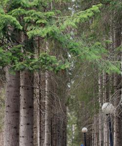 Тур в Карелию