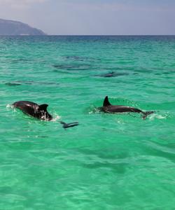 Остров Сокотра, Йемен