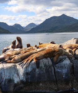 Лежбище сивучей на камчатке