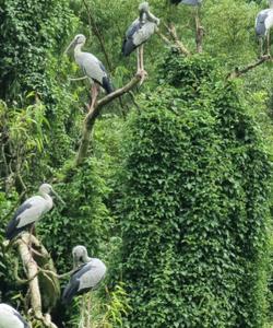 Природный пейзаж