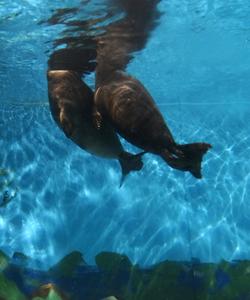 Байкальские нерпы