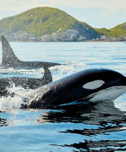 Косатки на Шантарских островах