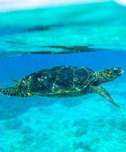 Черепаха на Шри-Ланке