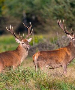 Сафари-парк в Беларуси