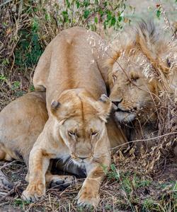 Сафари в Кении