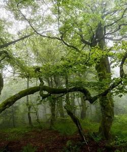 лиановый лес в Дагестане