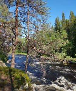 Местные пейзажи