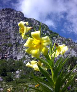 Горный пейзаж