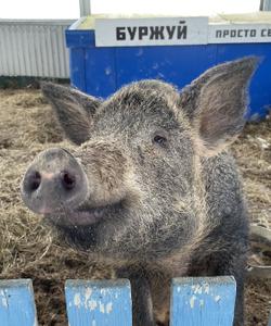 можайская экоферма