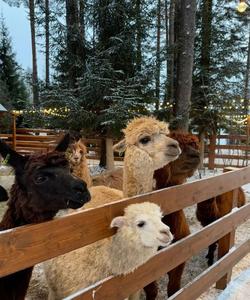 Тебердинский заповедник