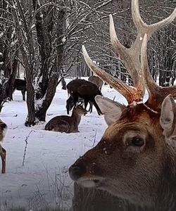 северные олени