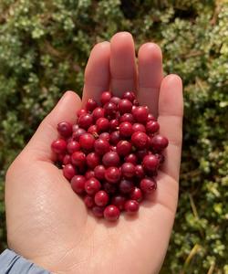 Алтайские ягоды