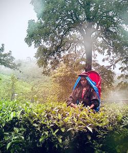 Чайные плантации