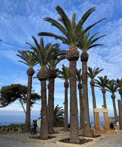 Зелёный оазис