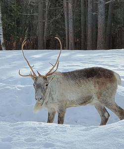 Северный олень в Карелии