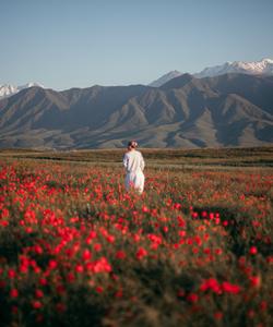 Маковое поле