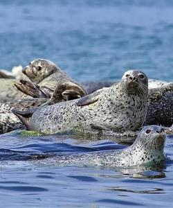 Японское море