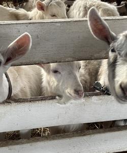 можайская экоферма